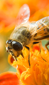 Bee