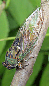 Cicada