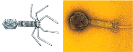 Bacteriophage