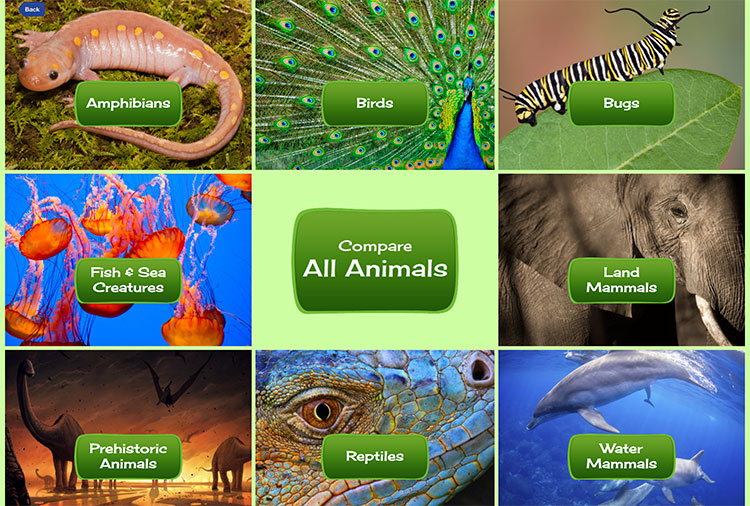 animal categories