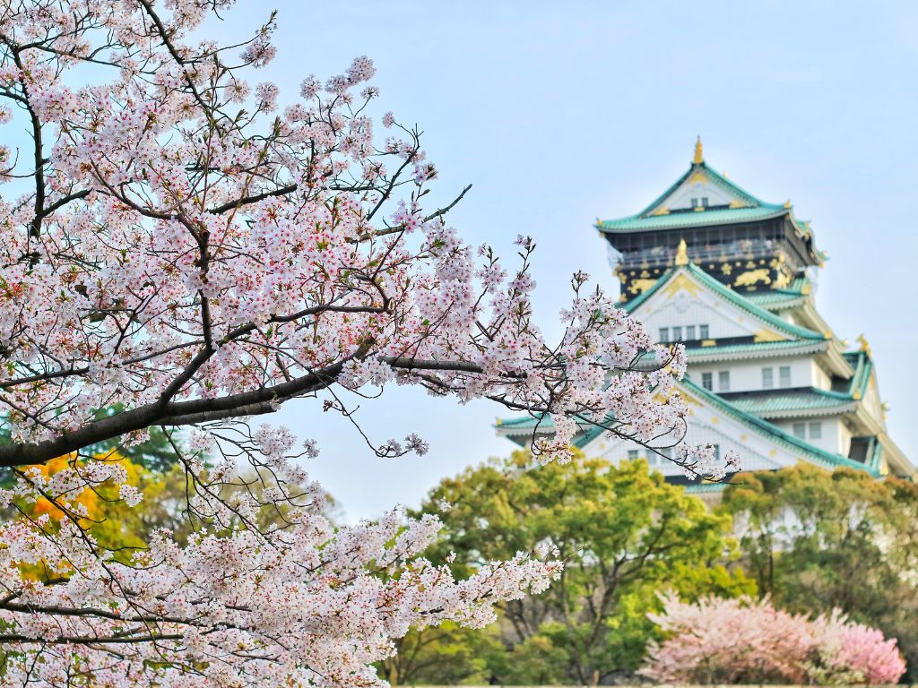 Picture of Osaka Castle with cherry blossoms